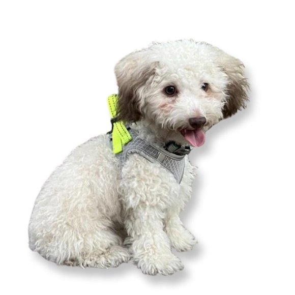 Standard Mesh Comfort Dog Harness - Grey/Neon - S - Boots & Barkley. - Picture 6 of 7